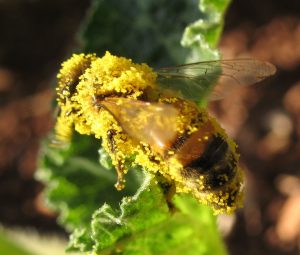 Pszczola pokryta pylkiem