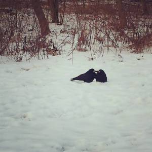 crows-dotting-snow