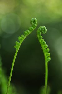 fern-plant-green-flamenco-51374