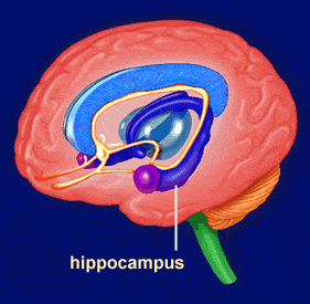 Hipokampus