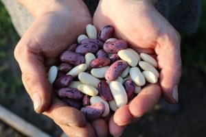 runner-beans-1835646__340