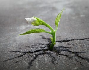 sprout-survival