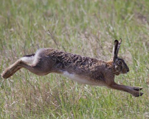 brown-hare-leap